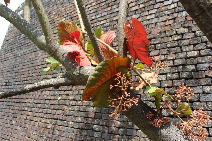 Chinarindenbaum 12