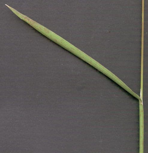 Bürstengras 21