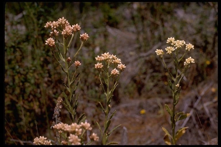 Pseudognaphalium ramosissimum 4