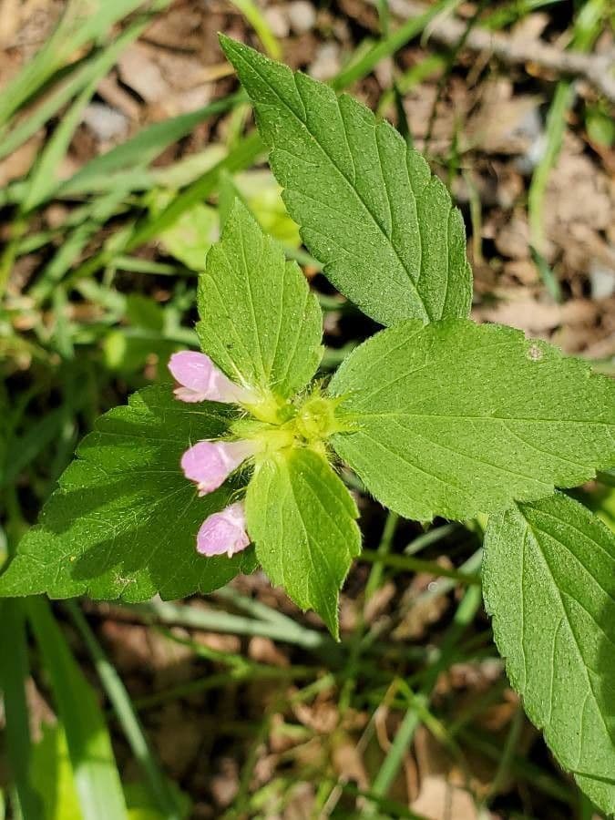 Canapetta bifida 6