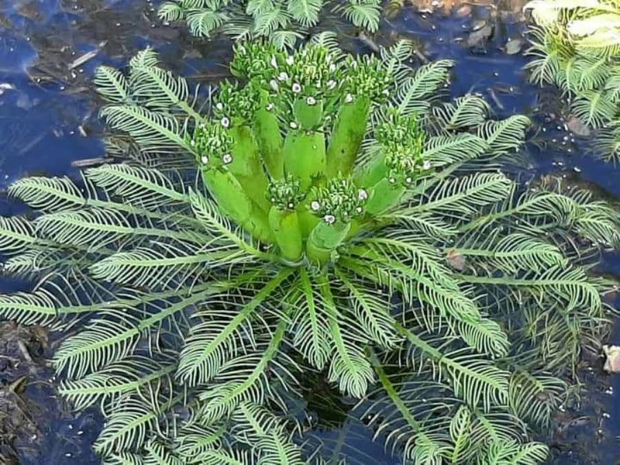 Millefoglio d'acqua 5