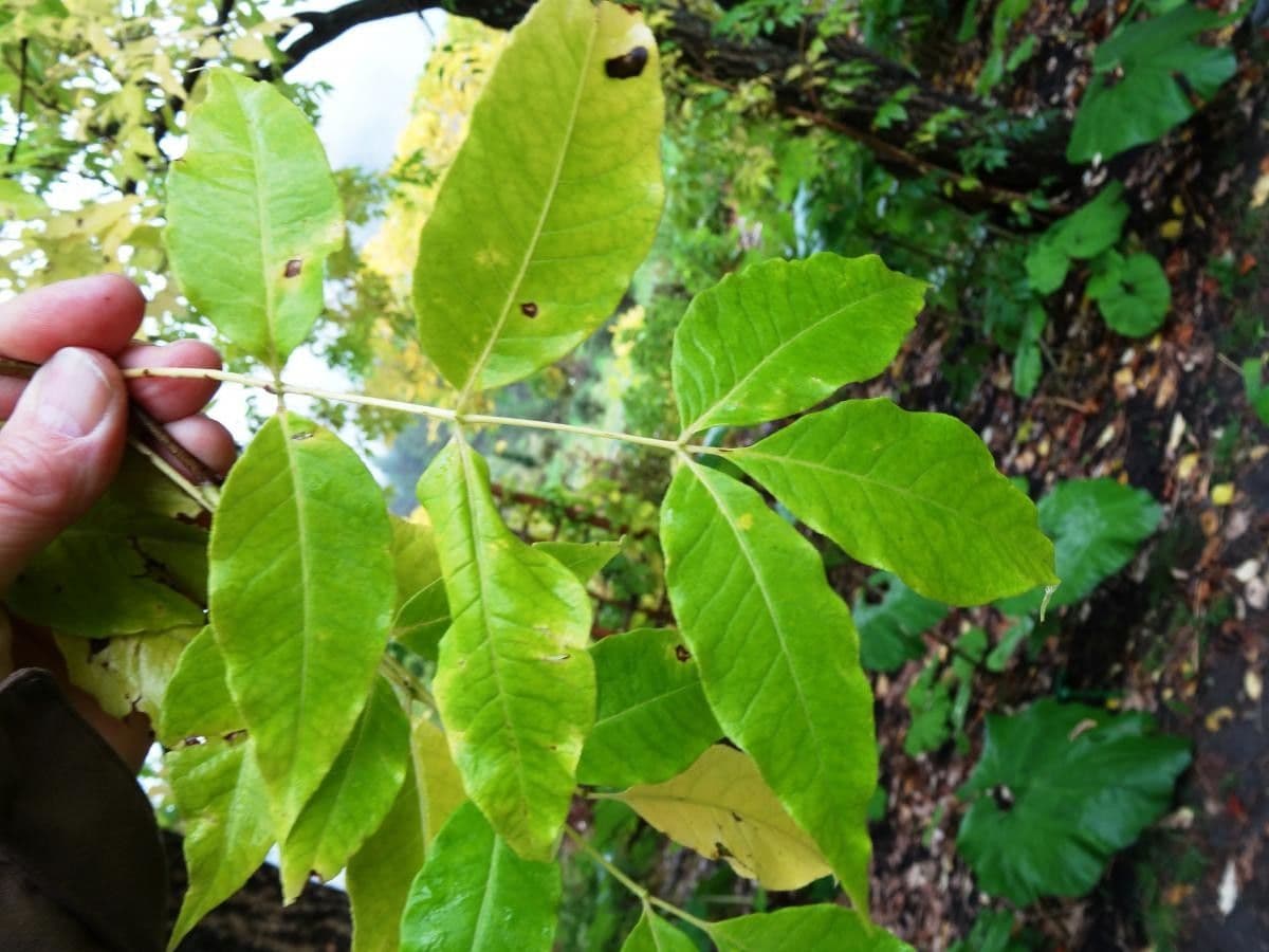 Phellodendron amurense 13
