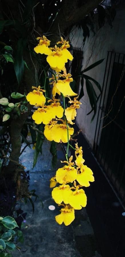 Wydler's dancing-lady orchid 4