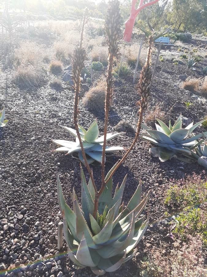 Aloe 2