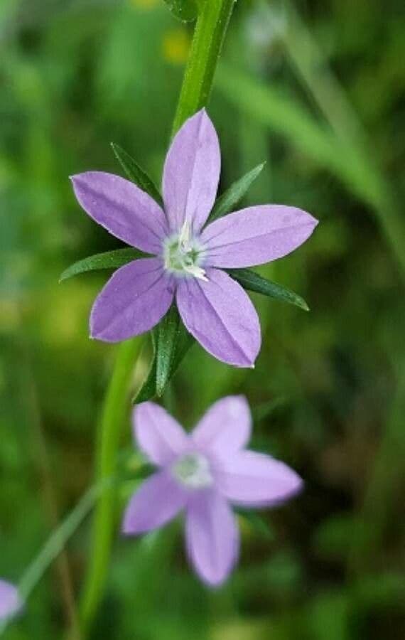 Sichelblume