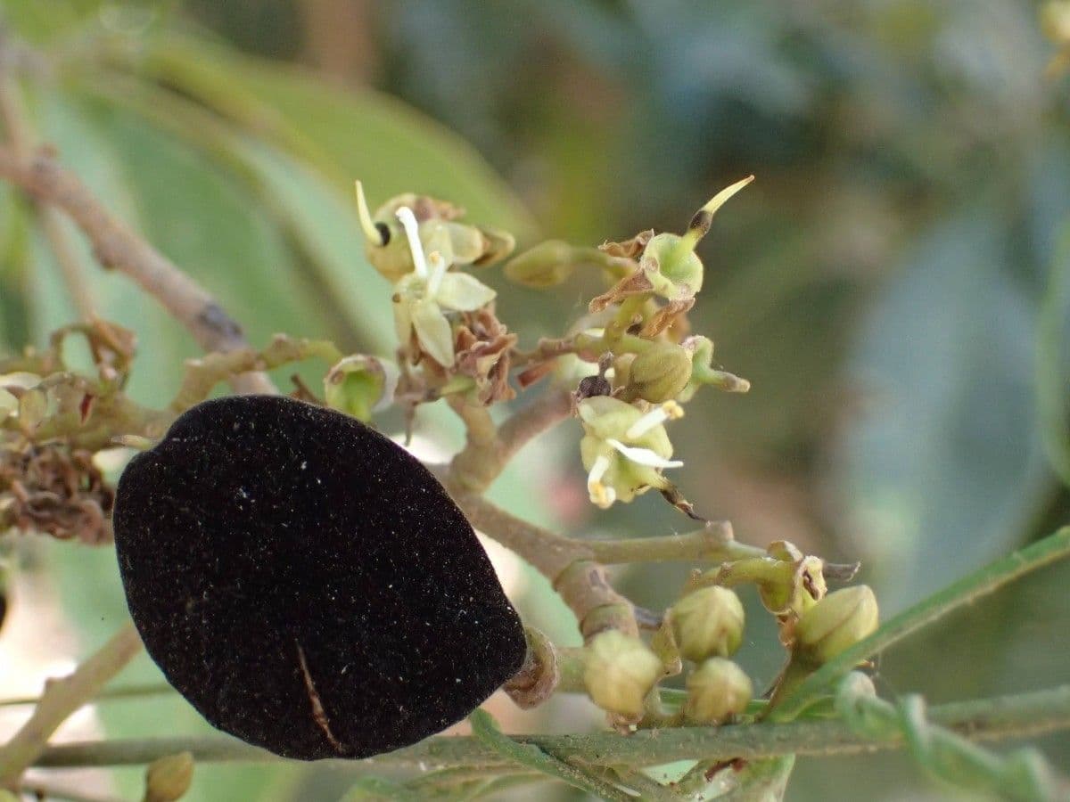 Dialium guineense 10