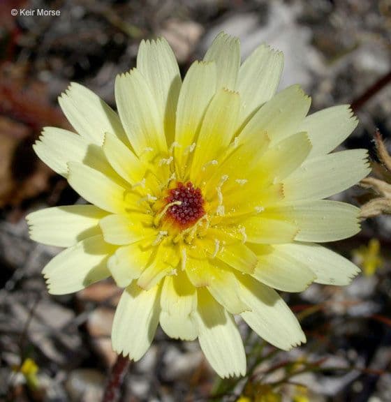 Malacothrix californiana