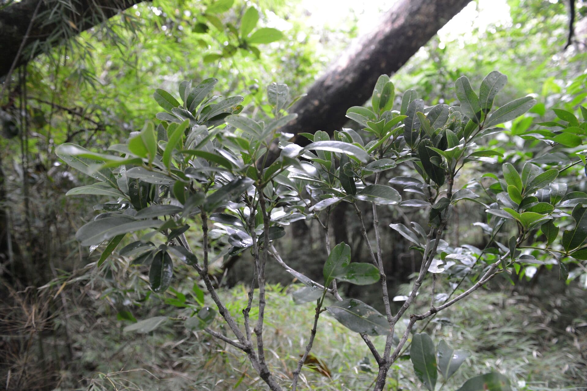 Aceitillo 8