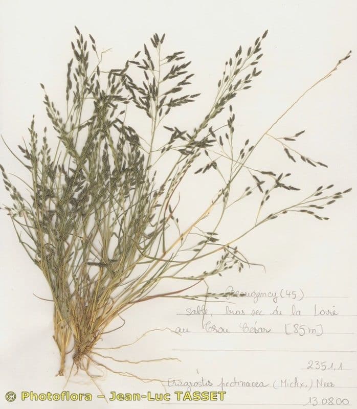 Eragrostis pectinacea 8