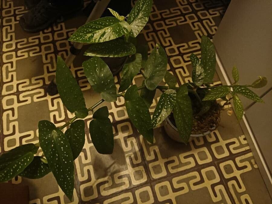Begonia 26