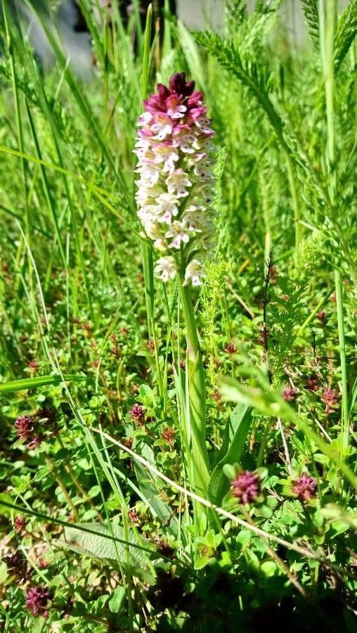 Orchide bruciacchiata 12