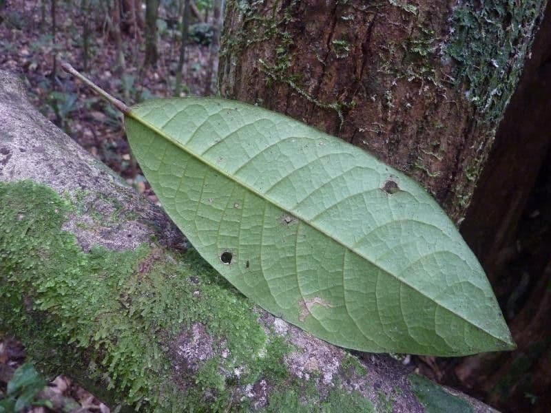 Sagotia 3