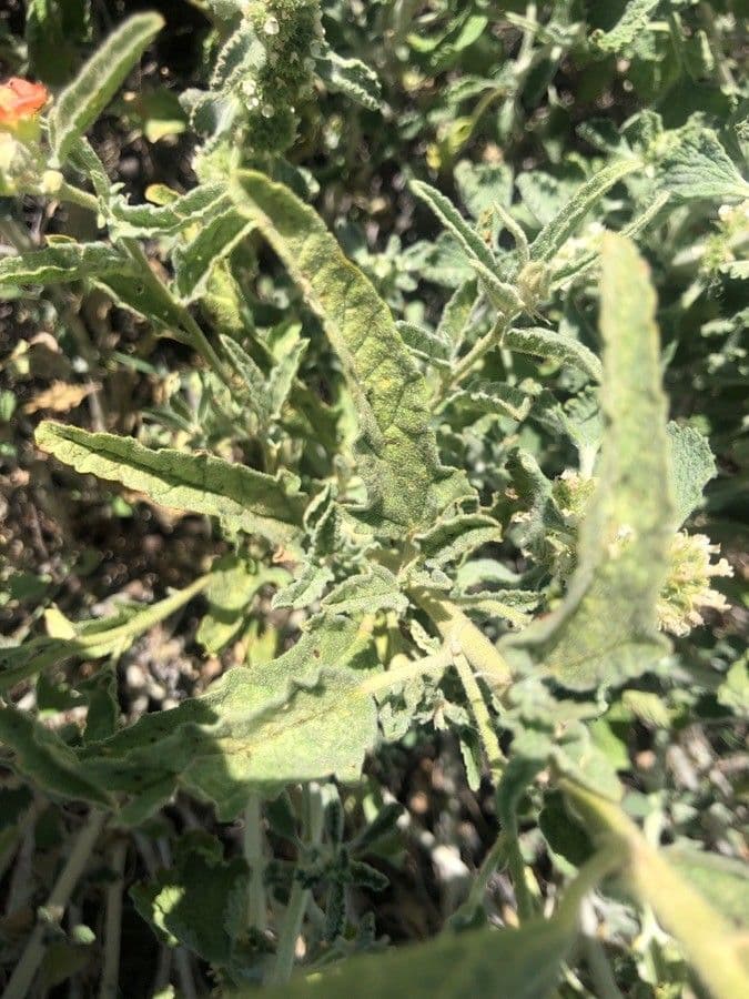 Malva lanza 13