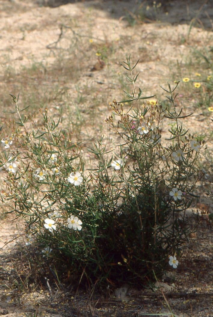 Cistus 10