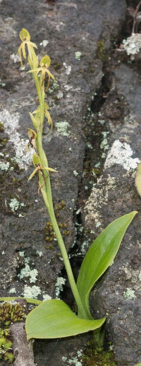 Habenaria 6