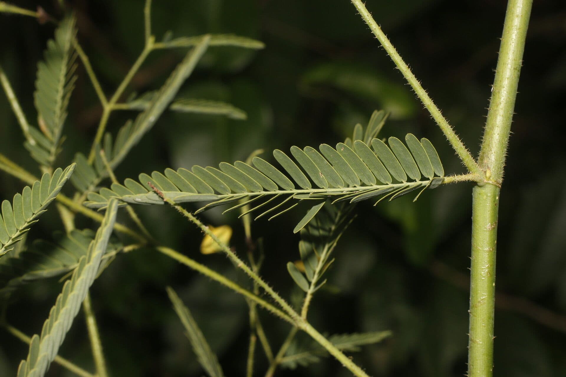 Aeschynomene sensitiva 17