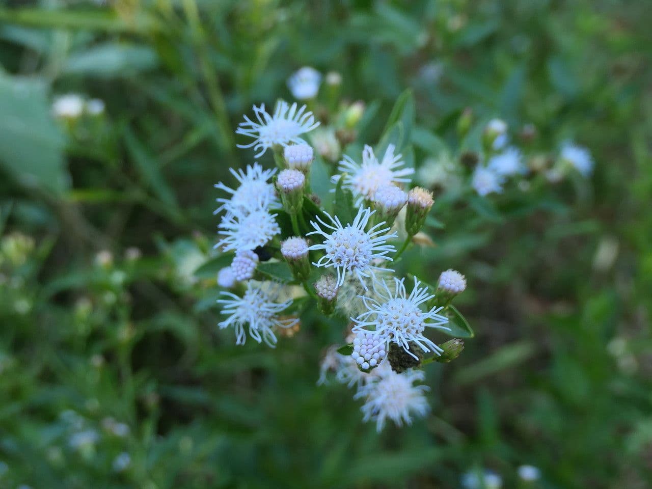 Brickellia eupatorioides 11