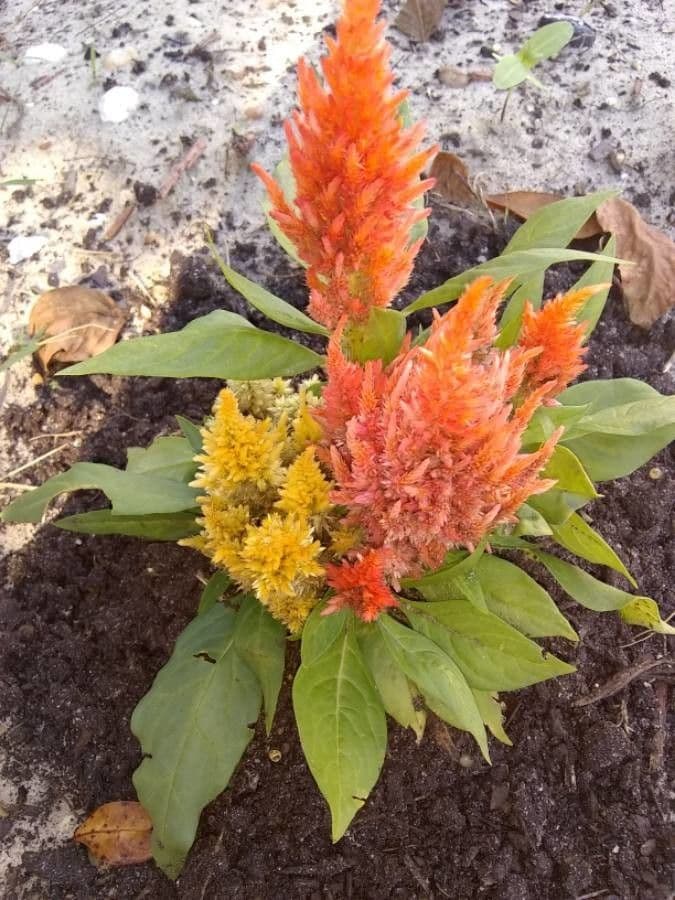 Celosia argentea 14