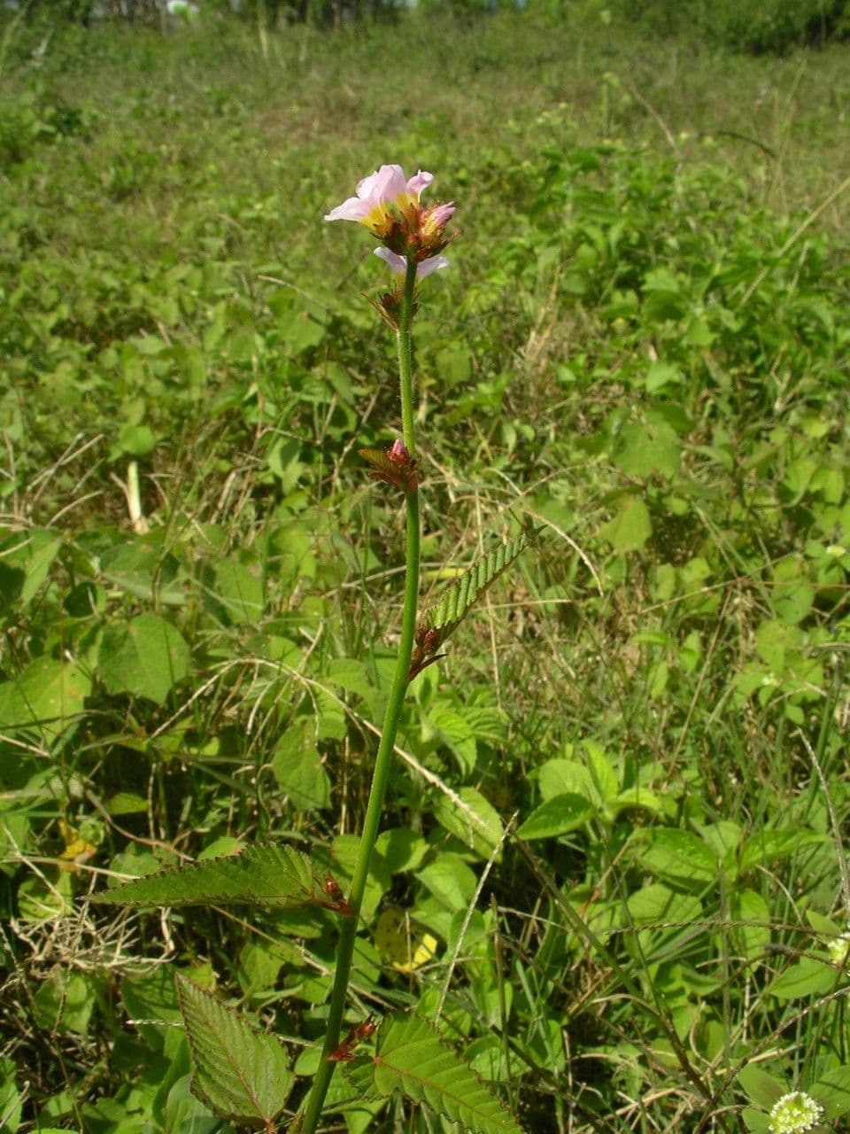 Pyramidenblume 13