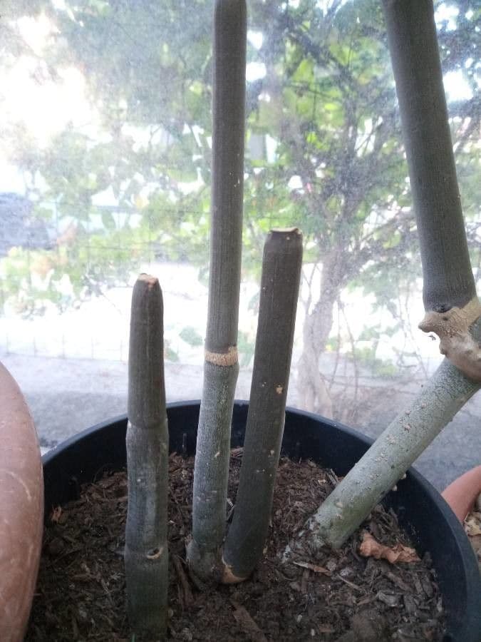 Ceropegia 14