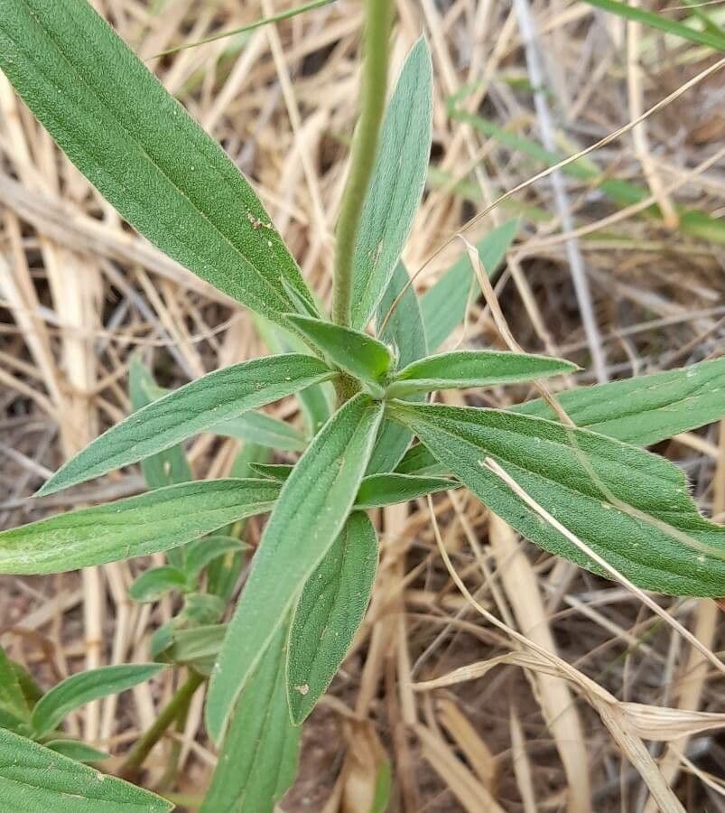 Gomphrena 5