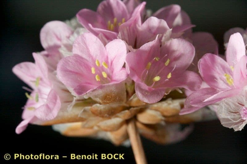 Armeria 7