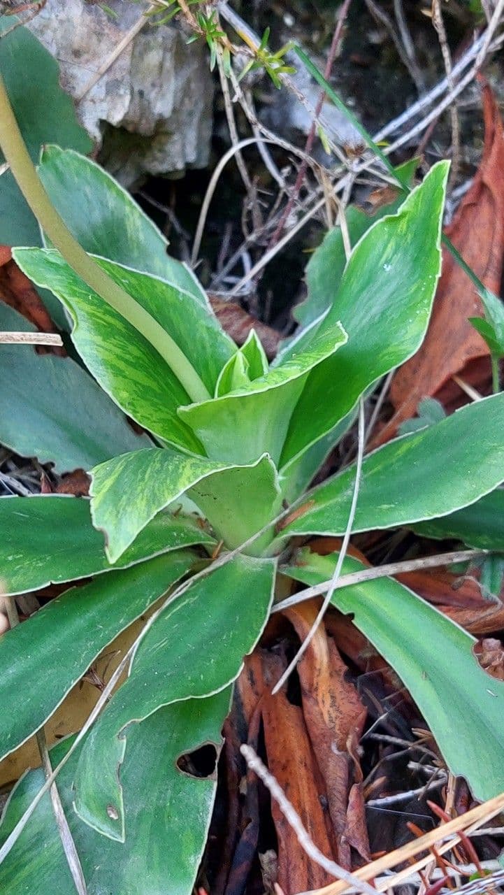 Primula 7