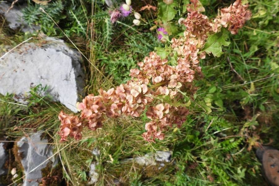 Acetosa aquitana 6