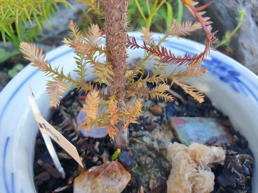 Dacrycarpus dacrydioides 14