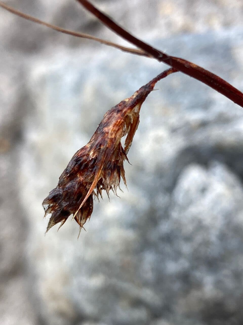 Luzula racemosa 3