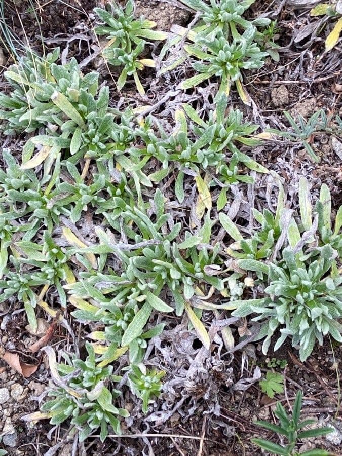 Gnaphalium nano 18