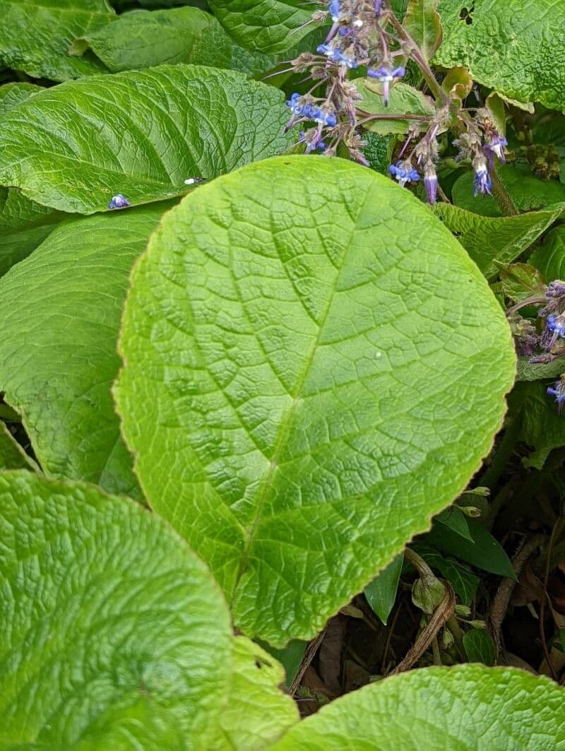 Trachystemon d'Orient 15