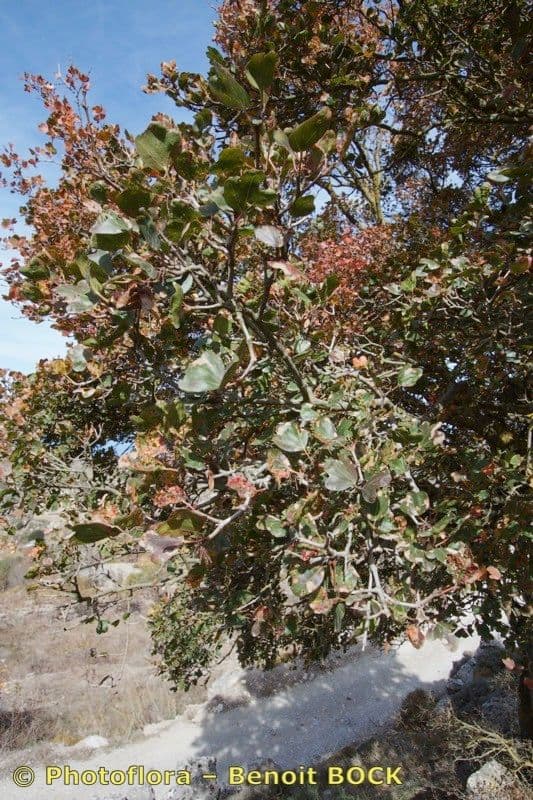 Acero di Creta 8