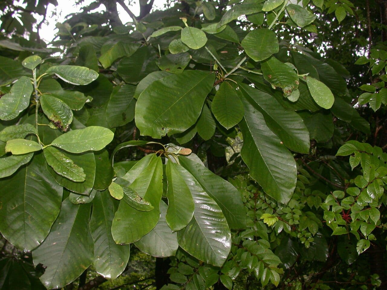 Magnolia obovata 6