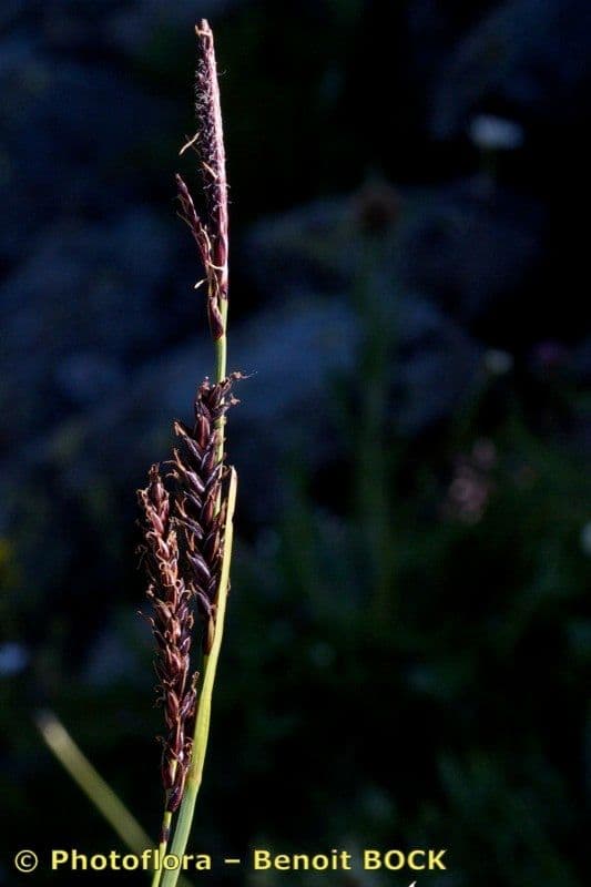 Fransensegge 17