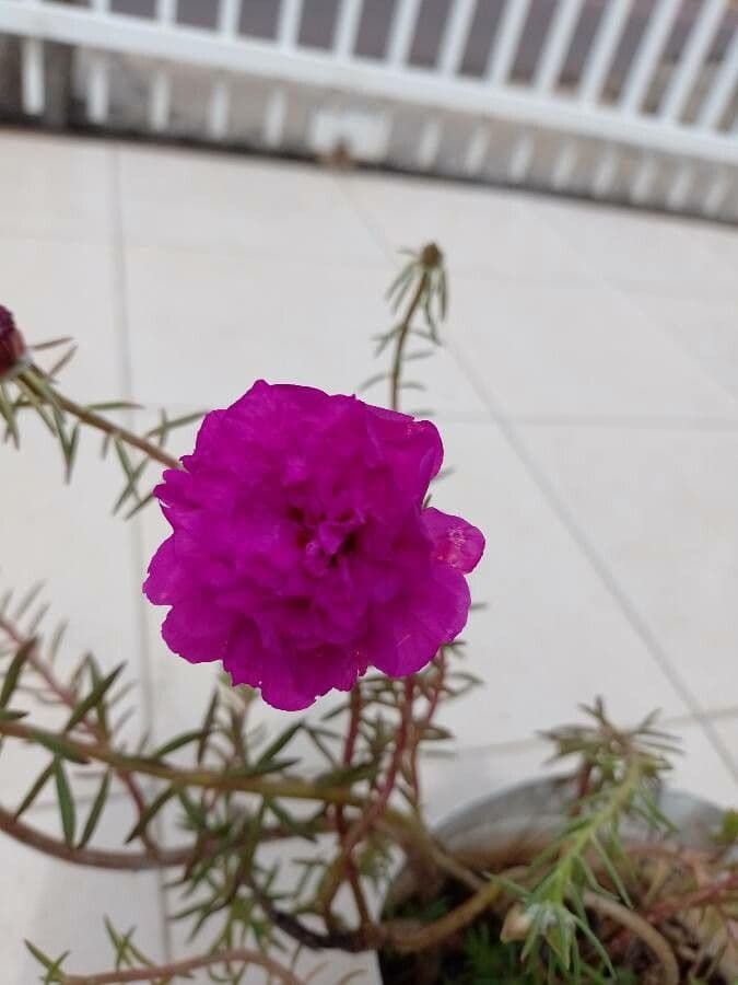 Flor de once horas 3