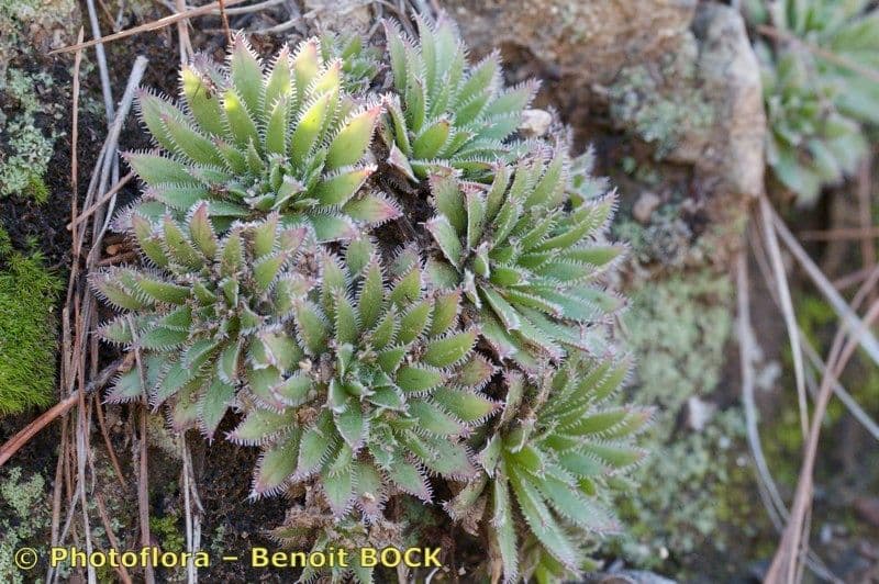 Aeonium simsii 6