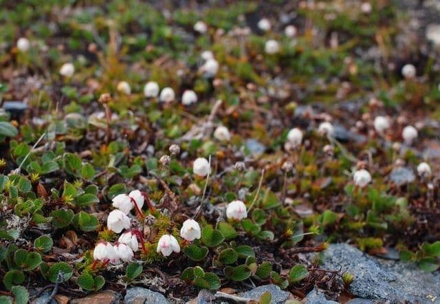 Harrimanella hypnoides 6