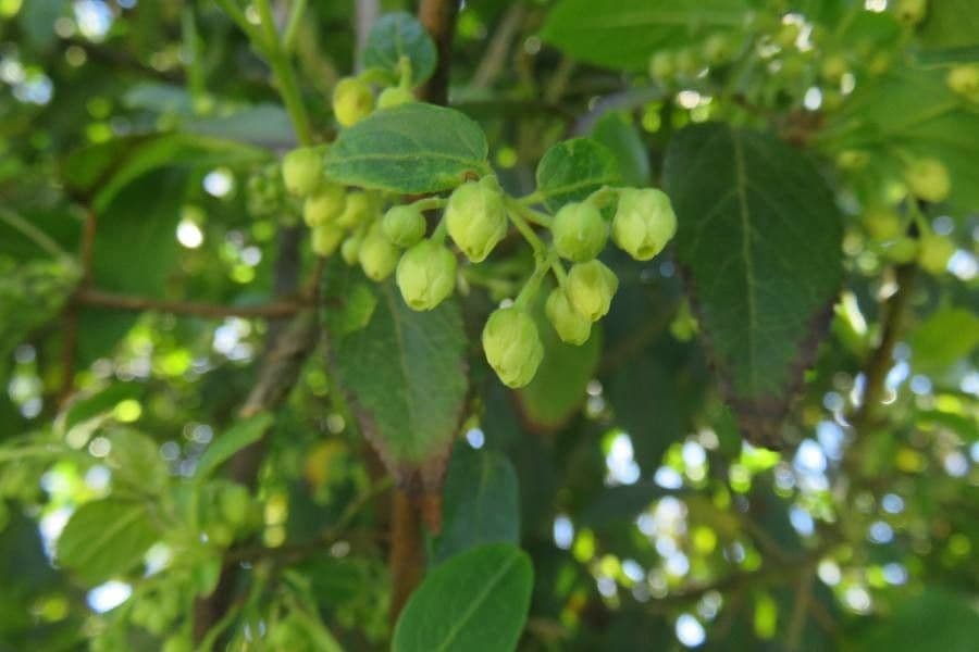Aristotelia chilensis 6