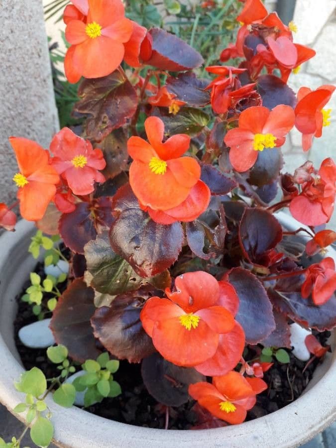 Begonia cucullata 8