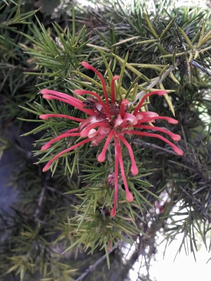Rosmarinblättrige Grevillea 10
