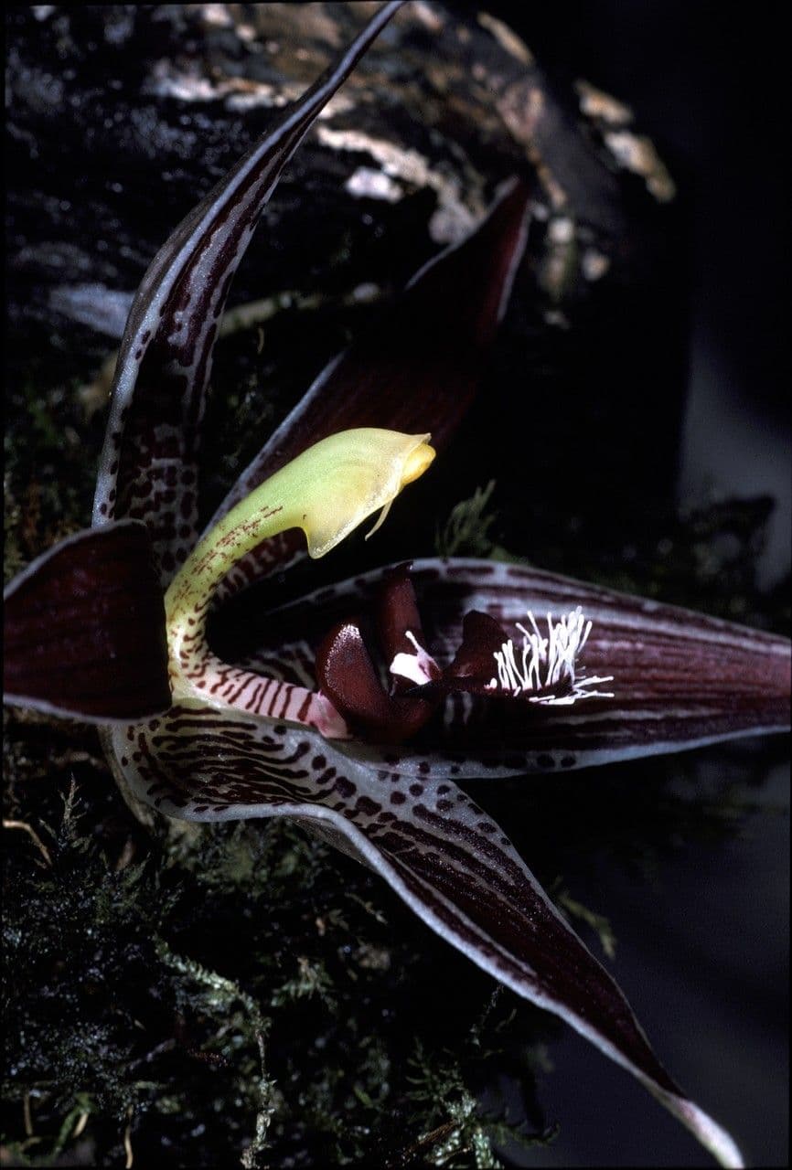 Paphinia 3