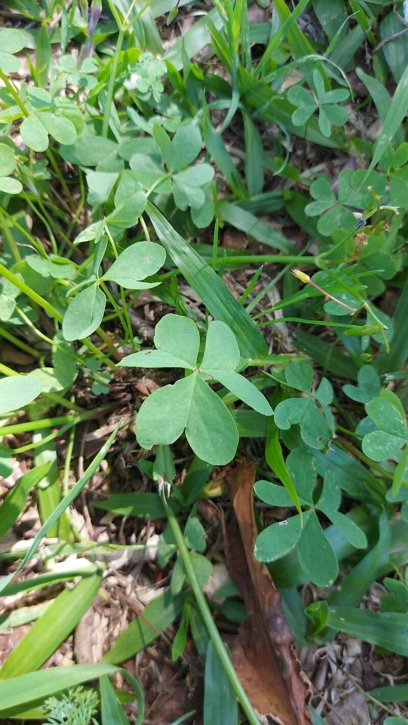 Acetosa 9