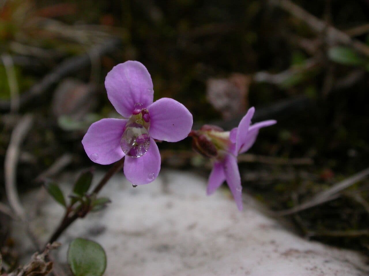 Cardamine 7