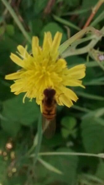 Säbel-Kratzdistel 10