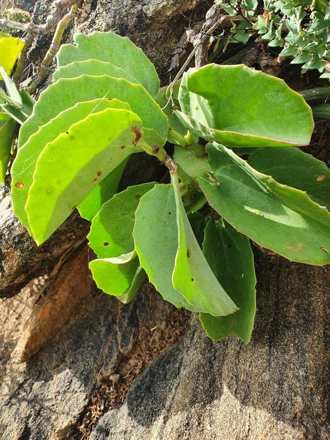 Cissus 6