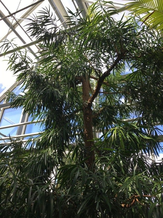 Podocarpus milanjianus