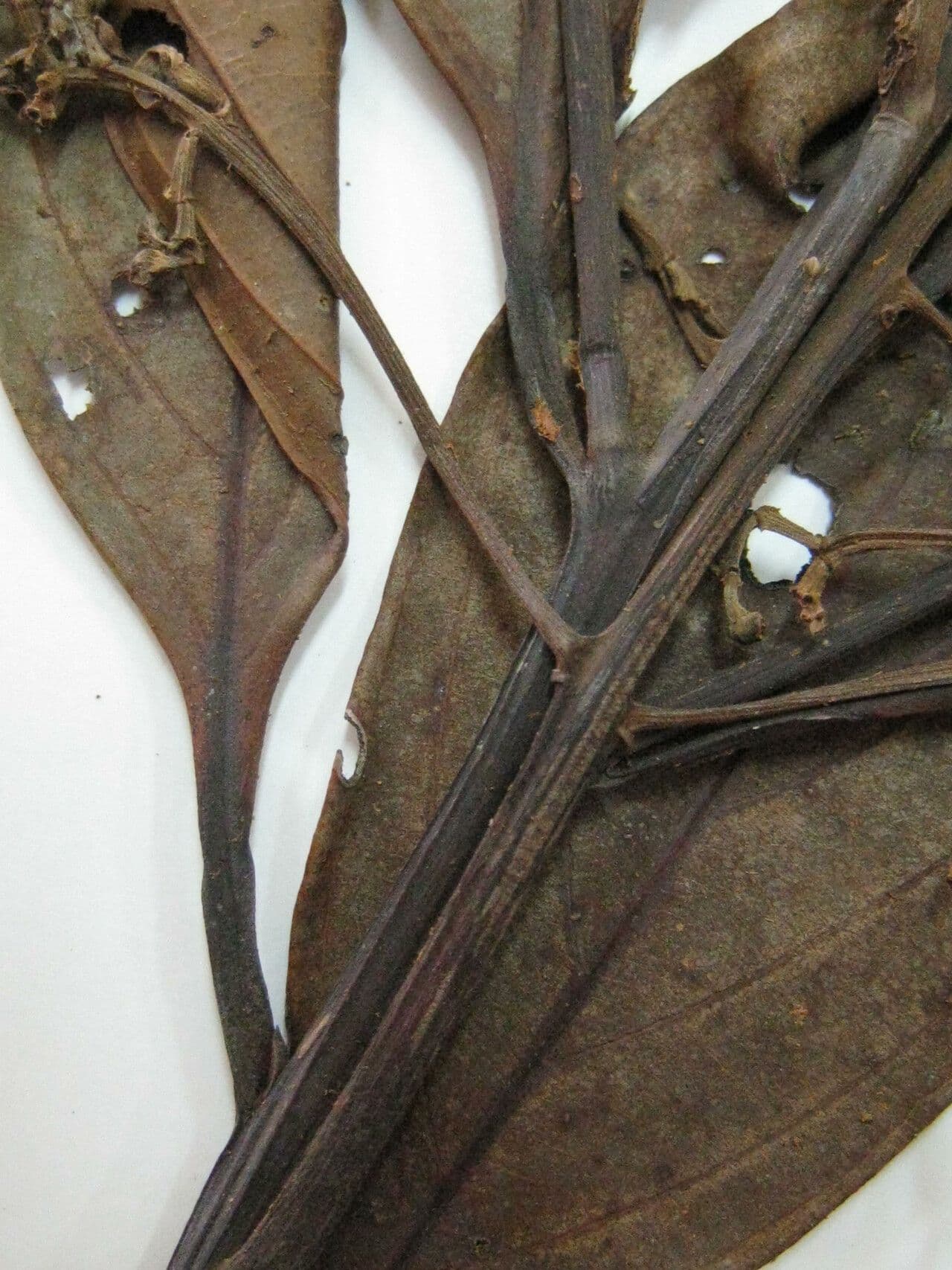Nectandra 4