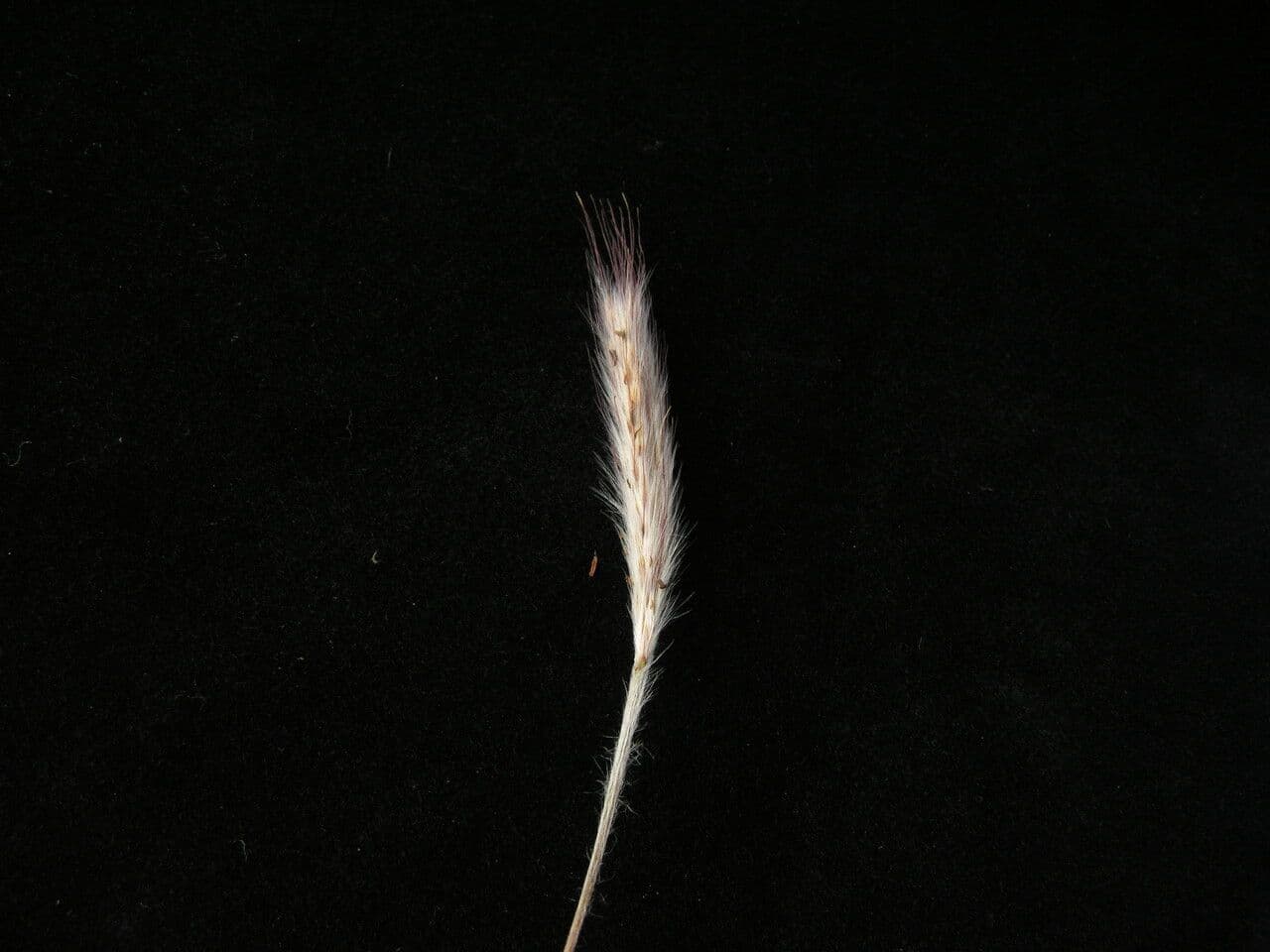 Eulalia 2
