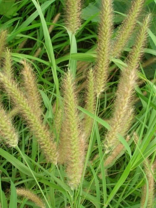 Setaria minore 13